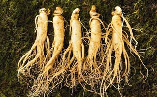 盤(pán)點(diǎn)中華九大仙草 還魂草上榜，慈禧太后長(zhǎng)壽秘訣的黑參