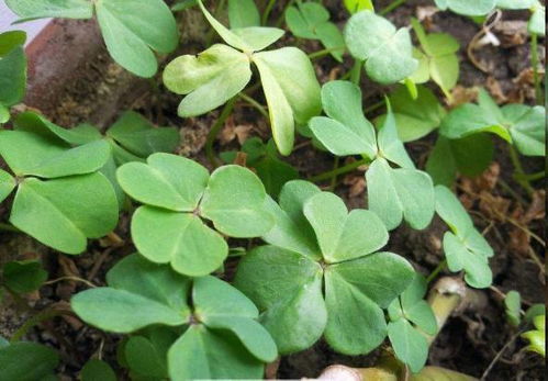 路邊盆栽藏玄機，西洋參根顯驚奇